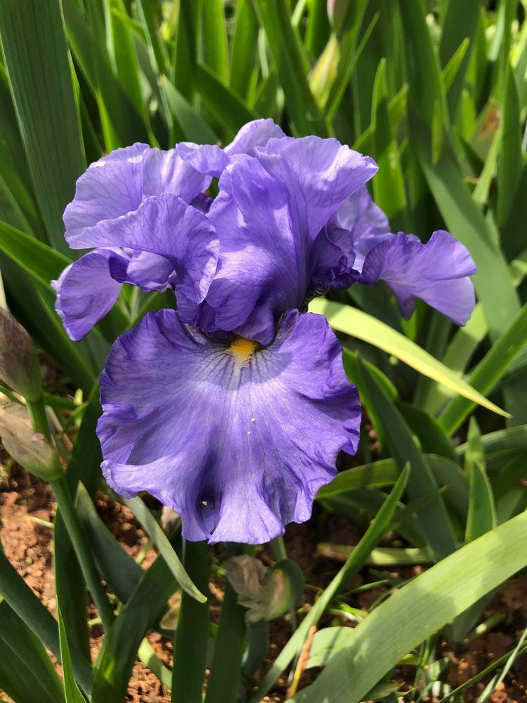 Photo of Tall Bearded Iris (Iris 'Merchant Marine') uploaded by lharvey16