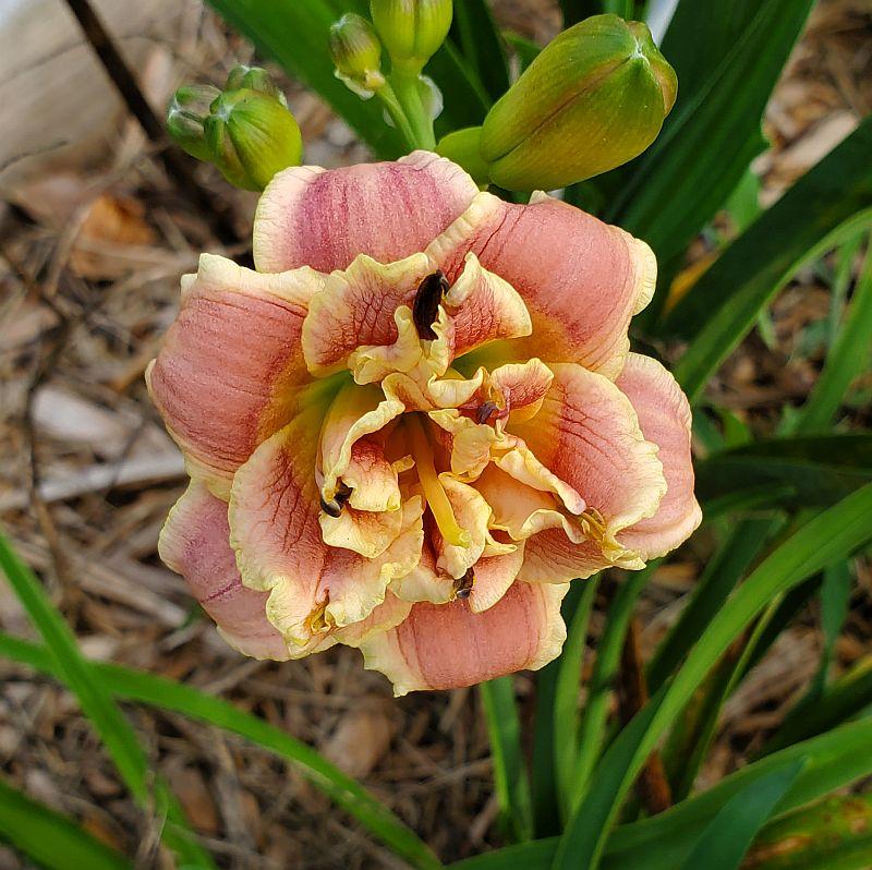 Photo of Daylily (Hemerocallis 'Little Alabama') uploaded by ocalagal