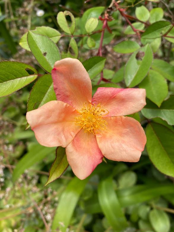 Photo of Rose (Rosa 'Mutabilis') uploaded by pmpauley
