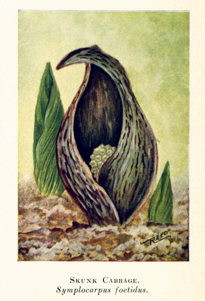 Photo of Skunk Cabbage (Symplocarpus foetidus) uploaded by scvirginia