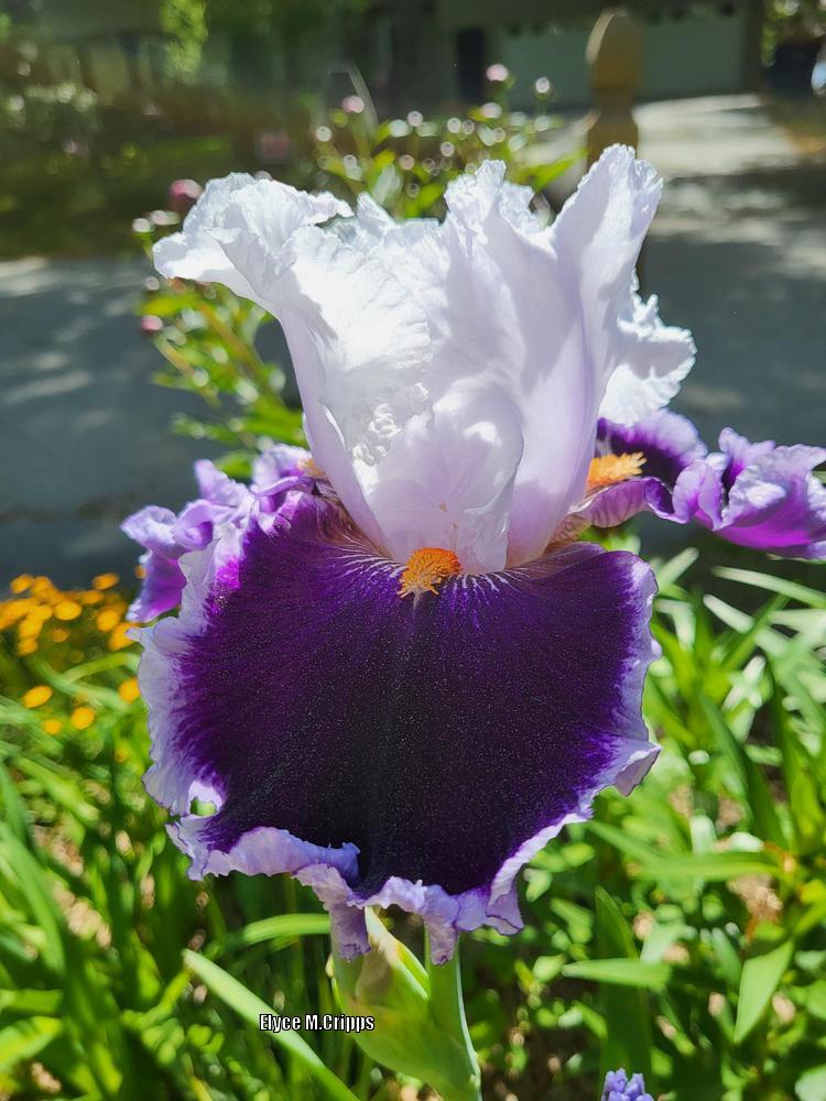 Photo of Tall Bearded Iris (Iris 'Bravery') uploaded by ElyceC