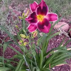 Location: Nocona,Texas zn.7 My gardens
Date: 2022-05-23
Colors deeper, more saturated than my photo..Very Lovely