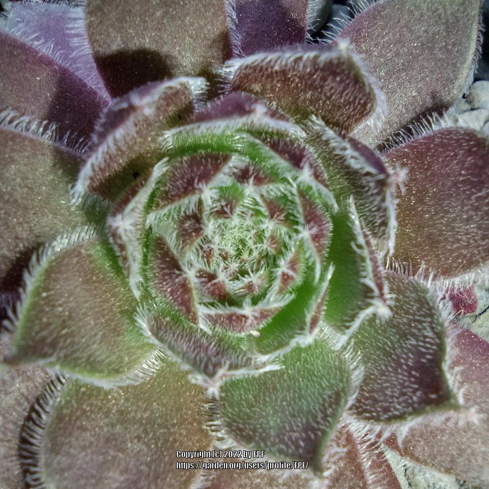 Photo of Hen and Chicks (Sempervivum 'Director Jacobs') uploaded by FPF