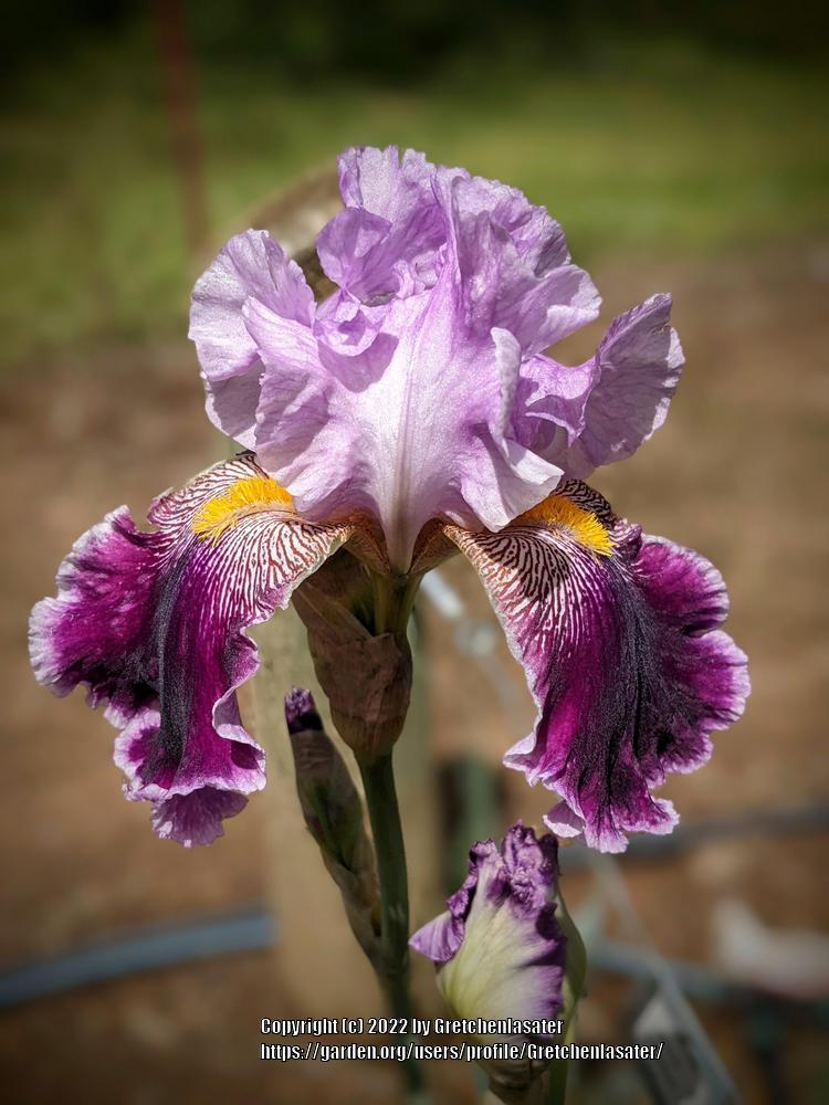 Photo of Tall Bearded Iris (Iris 'Street Walker') uploaded by Gretchenlasater