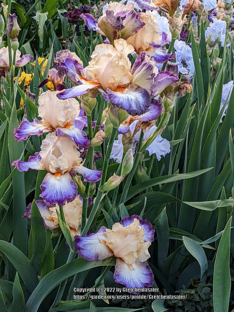 Photo of Tall Bearded Iris (Iris 'Wings at Dawn') uploaded by Gretchenlasater