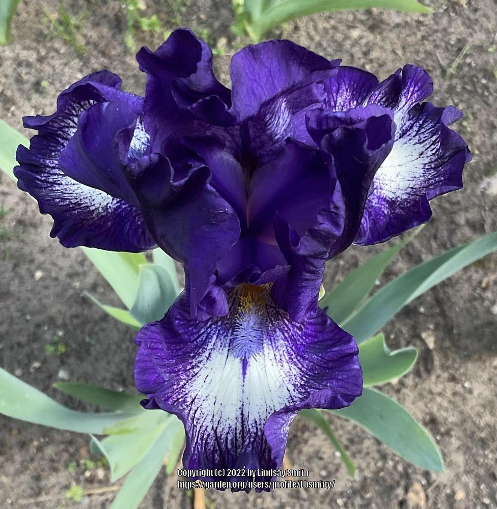 Photo of Intermediate Bearded Iris (Iris 'Starwoman') uploaded by Lbsmitty