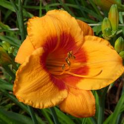 Location: my garden in Dawsonville, GA (zone 7b north Geogia mountains)
Date: 2022-05-24
possibly a seedling from Jungle Paradise Daylilies