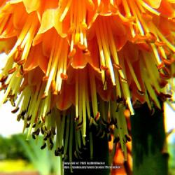 Location: Southern Pines, NC (Boyd House garden)
Date: May 23, 2022
Red hot poker #49 nn; LHB p. 205, 53-12-1, "Knipho-fia: 1704-1765