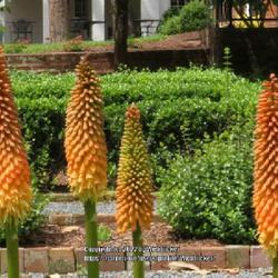 Location: Southern Pines, NC (Boyd House garden)
Date: May 23, 2022
Red hot poker #49 nn; LHB p. 205, 53-12-1, "Knipho-fia: 1704-1765