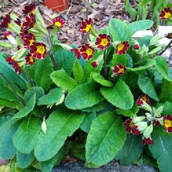 Location: Eagle Bay, New York
Date: 24 May 2022
Polyanthus (Primula 'Gold Lace') aka Bumble Bee Primrose