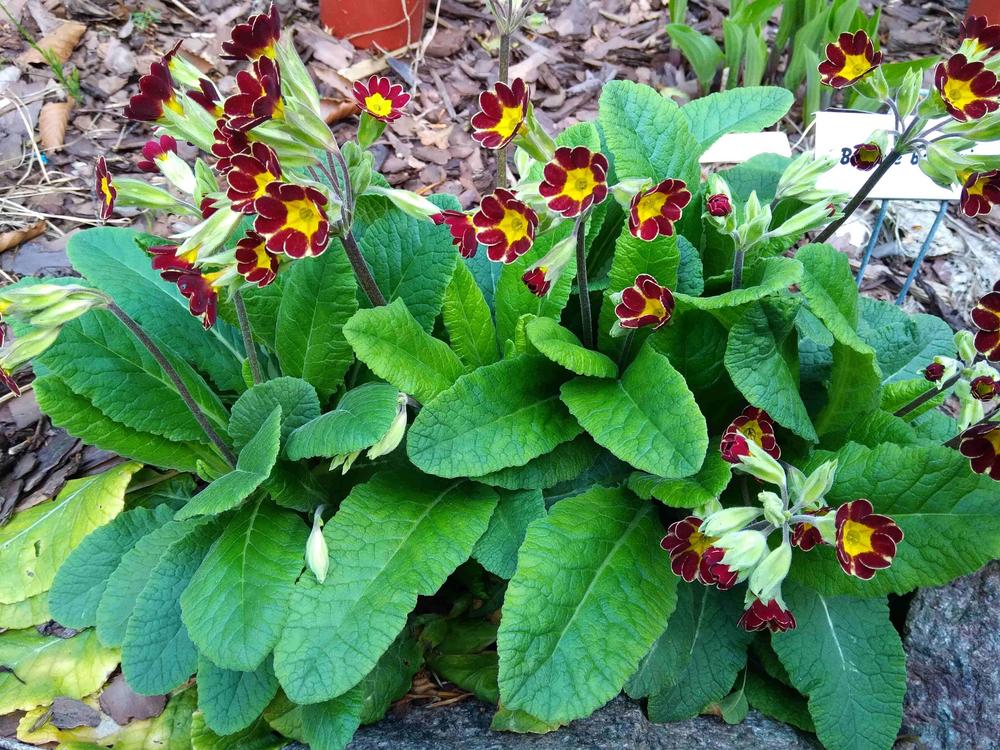 Photo of Polyanthus (Primula 'Gold Lace') uploaded by adknative