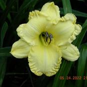 MY EARLIEST DAYLILY BLOOM FOR 2022