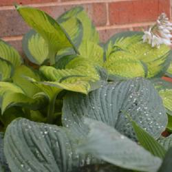 Location: In my garden in Oklahoma City, OK
Date: 2022-05-24
Hosta 'Brother Stefan' and 'Blue Angel'