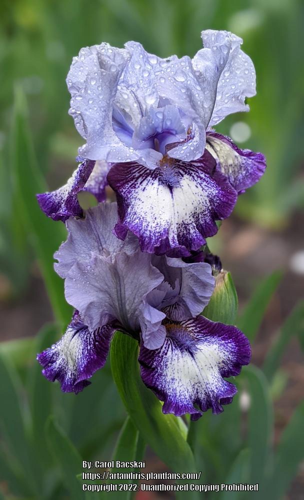 Photo of Intermediate Bearded Iris (Iris 'Sailor') uploaded by Artsee1