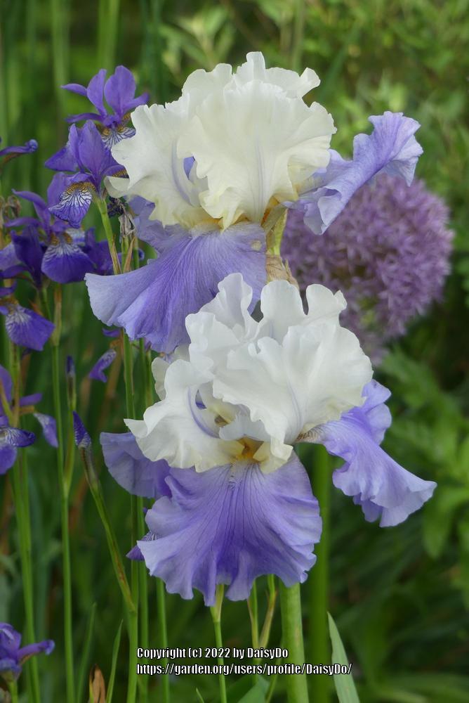 Photo of Tall Bearded Iris (Iris 'Stairway to Heaven') uploaded by DaisyDo
