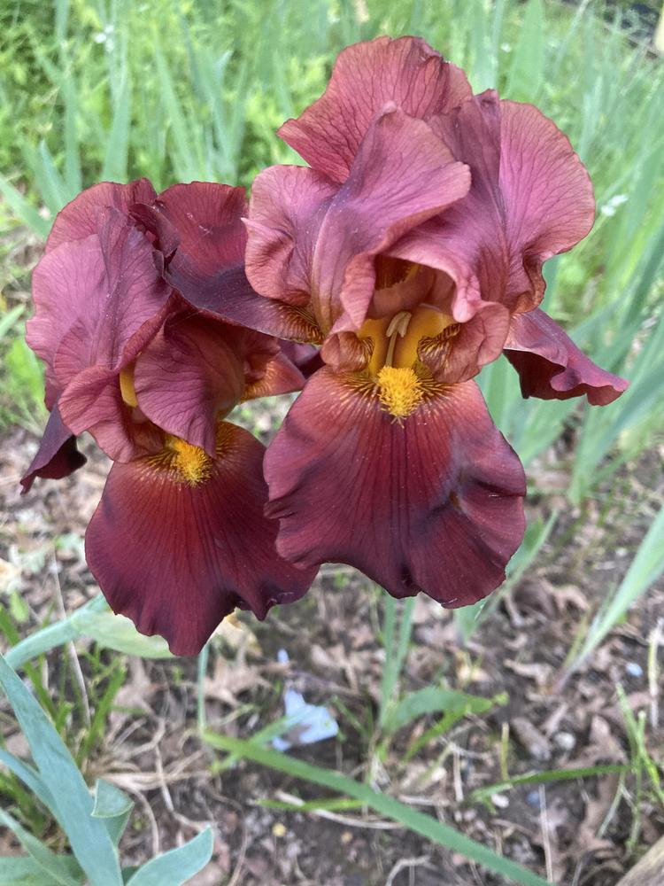 Photo of Tall Bearded Iris (Iris 'Dynamite') uploaded by DonnaKribs
