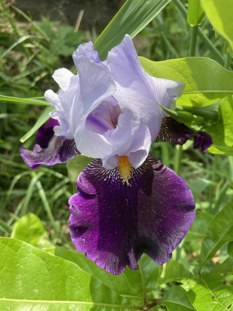 Photo of Tall Bearded Iris (Iris 'Habit') uploaded by DonnaKribs