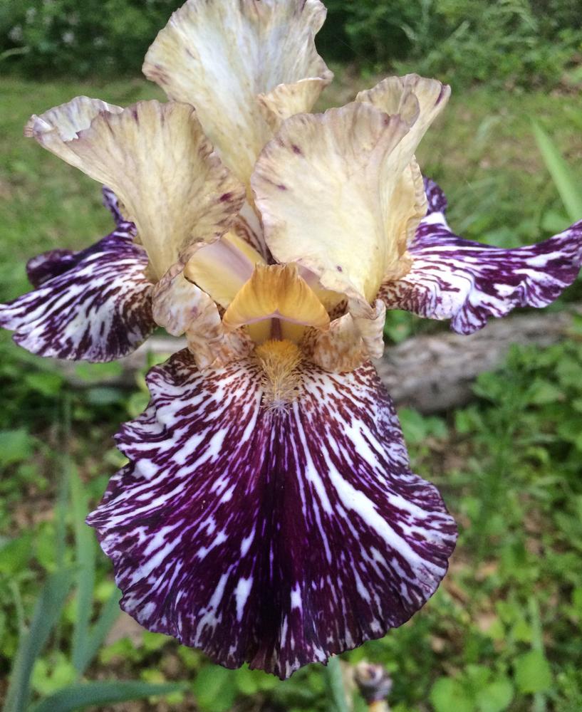 Photo of Tall Bearded Iris (Iris 'Gnus Flash') uploaded by DonnaKribs