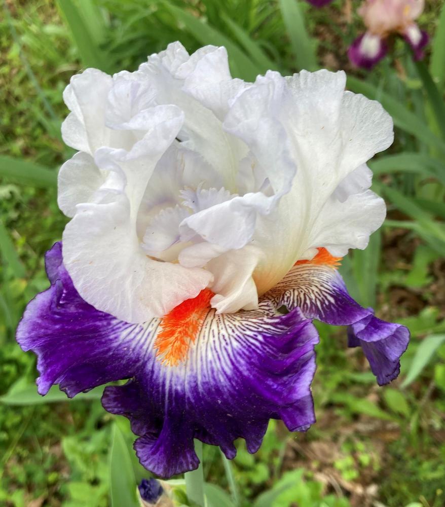 Photo of Tall Bearded Iris (Iris 'Gypsy Lord') uploaded by DonnaKribs