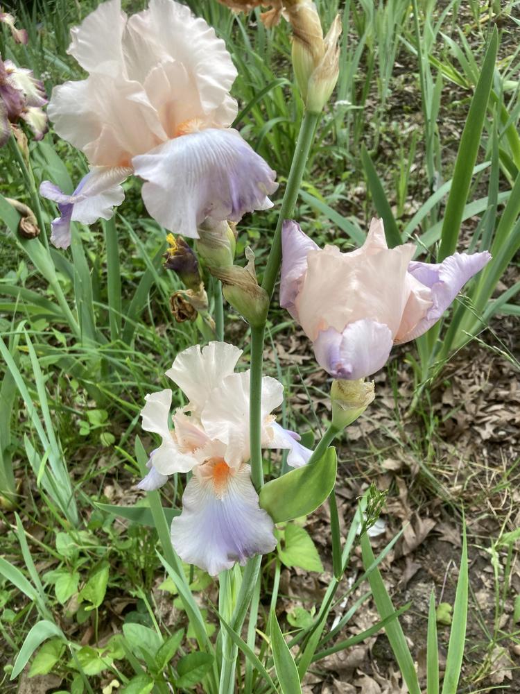 Photo of Tall Bearded Iris (Iris 'Celebration Song') uploaded by DonnaKribs
