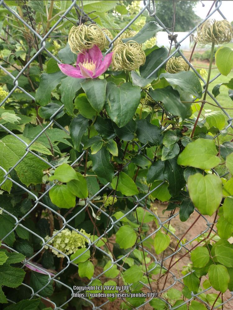 Photo of Clematis 'Asao' uploaded by FPF