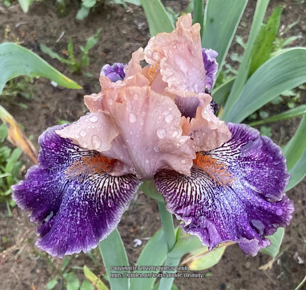 Photo of Intermediate Bearded Iris (Iris 'Flying Circus') uploaded by Lbsmitty