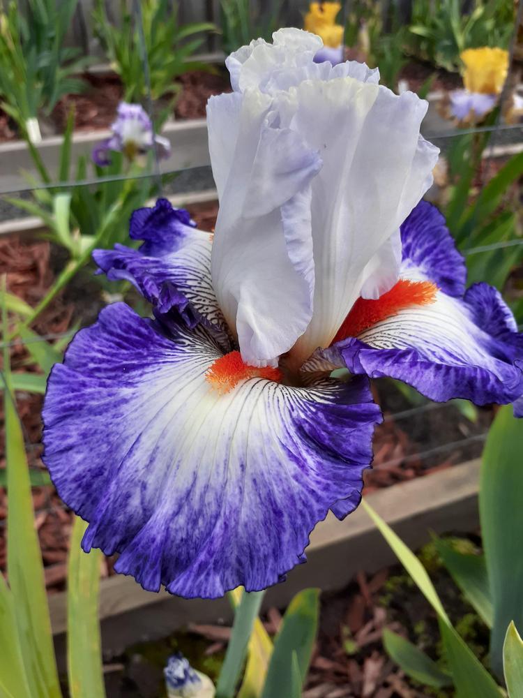 Photo of Tall Bearded Iris (Iris 'Gypsy Lord') uploaded by PaulaHocking