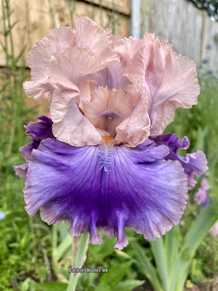 Photo of Tall Bearded Iris (Iris 'Florentine Silk') uploaded by RachaelHunter