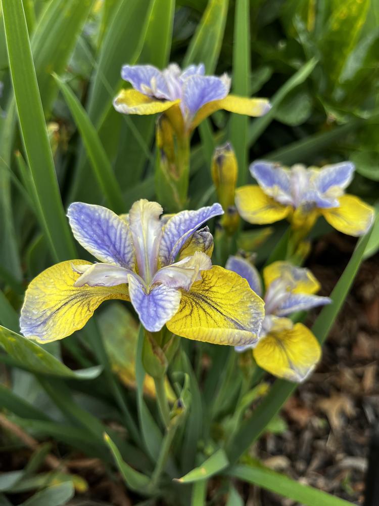 Photo of Siberian Iris (Iris 'So Van Gogh') uploaded by RaymondWaller