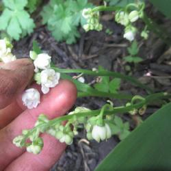 Location: Toronto, Ontario
Date: 2022-05-25
Lily of the Valley (Convallaria majalis 'Prolificans') in bloom.