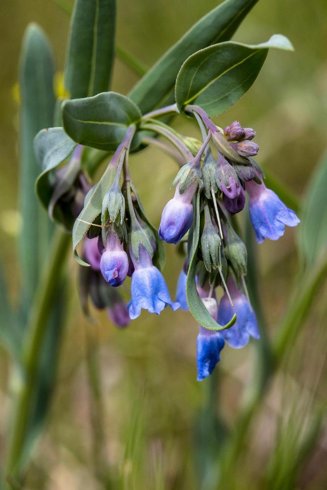 Photo of Tall Fringed Bluebells (Mertensia ciliata) uploaded by scvirginia