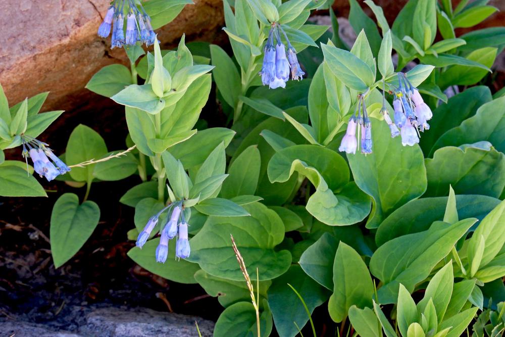 Photo of Tall Fringed Bluebells (Mertensia ciliata) uploaded by scvirginia