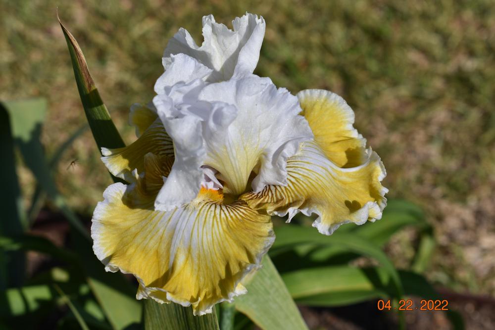 Photo of Tall Bearded Iris (Iris 'Baby I Love You') uploaded by trmccray