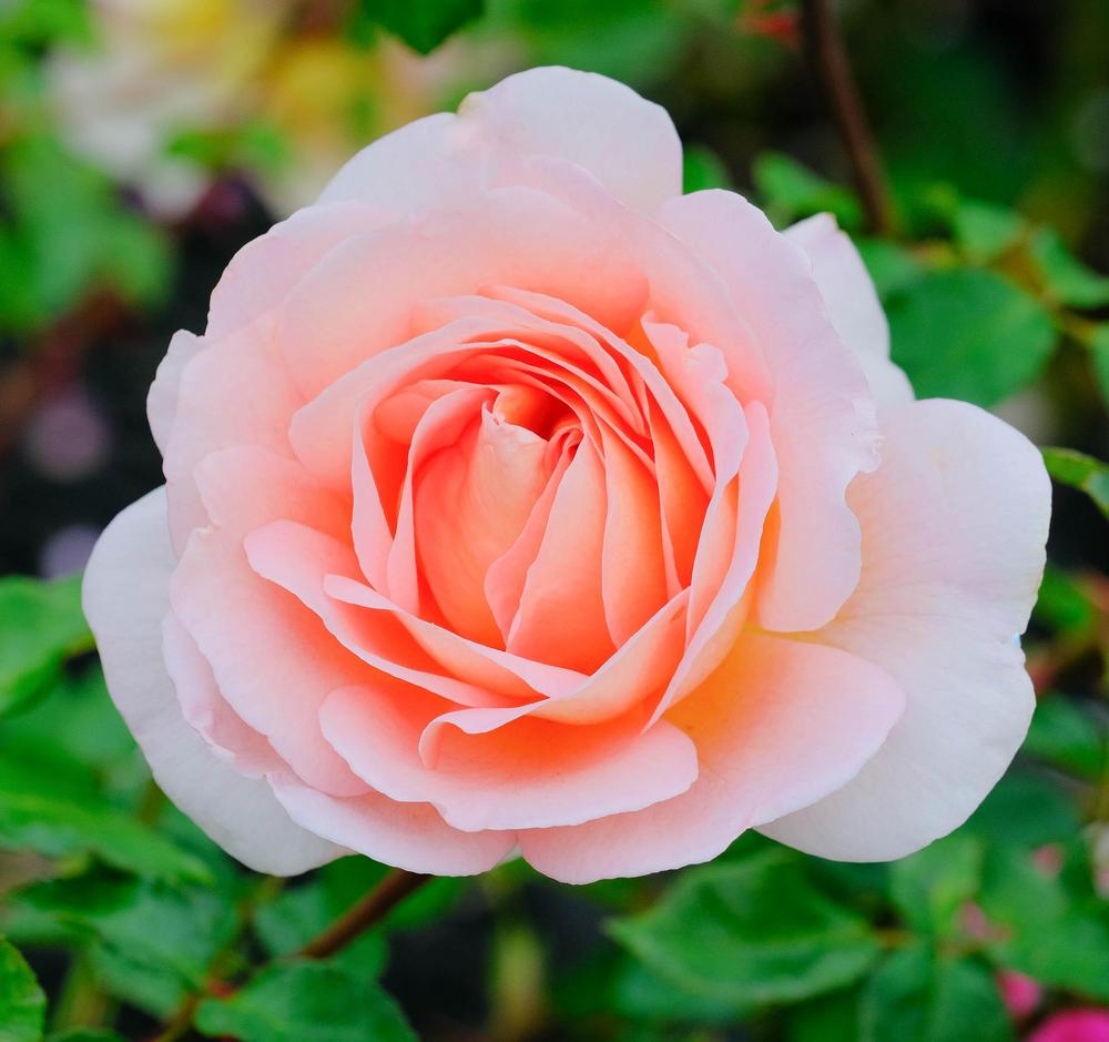 Photo of English Shrub Rose (Rosa 'Evelyn') uploaded by AnnKNCalif