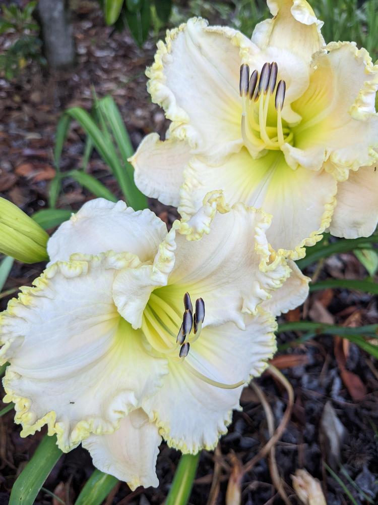 Photo of Daylily (Hemerocallis 'Apple Blossom White') uploaded by DixieSwede