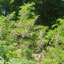Location: Jenkins Arboretum in Berwyn, Pennsylvania
Date: 2022-05-22
resprouting shrubs in bloom
