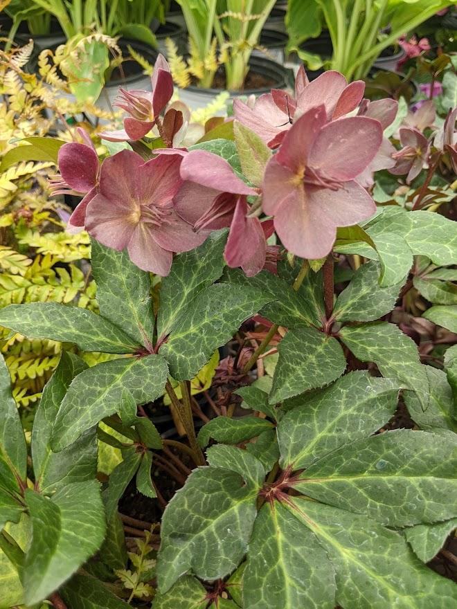 Photo of Hellebore (Helleborus Gold Collection® Merlin) uploaded by Joy