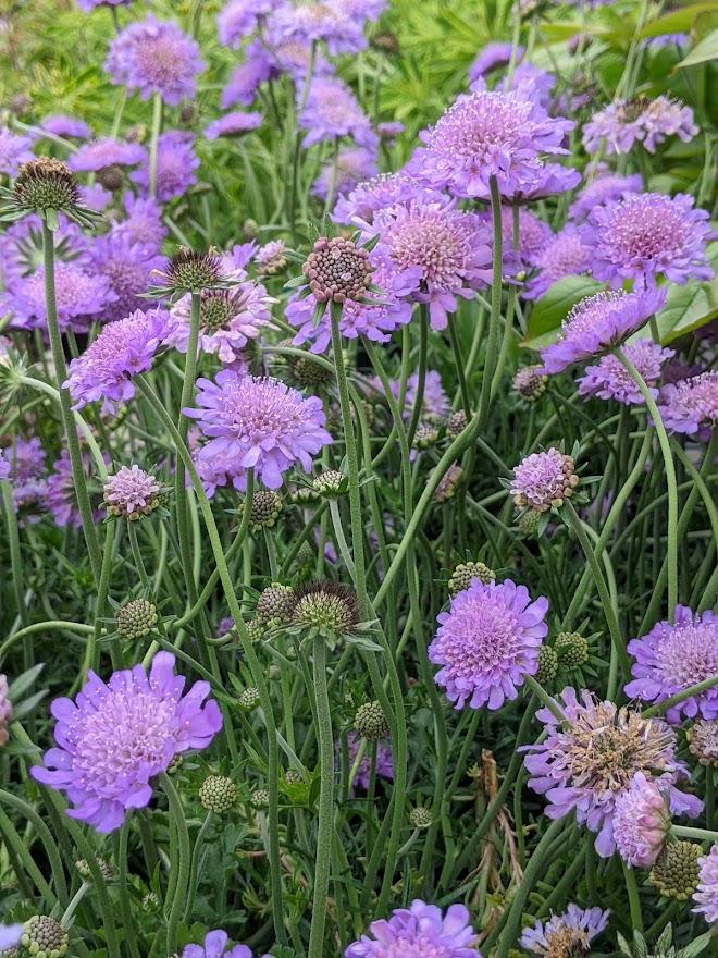 Photo of Pincushion Flower (Scabiosa columbaria 'Butterfly Blue') uploaded by Joy