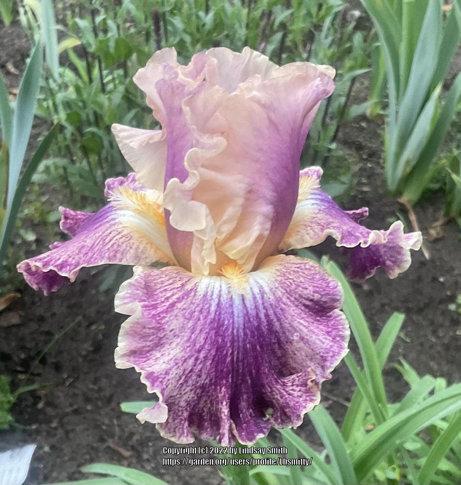 Photo of Tall Bearded Iris (Iris 'Celtic Tartan') uploaded by Lbsmitty