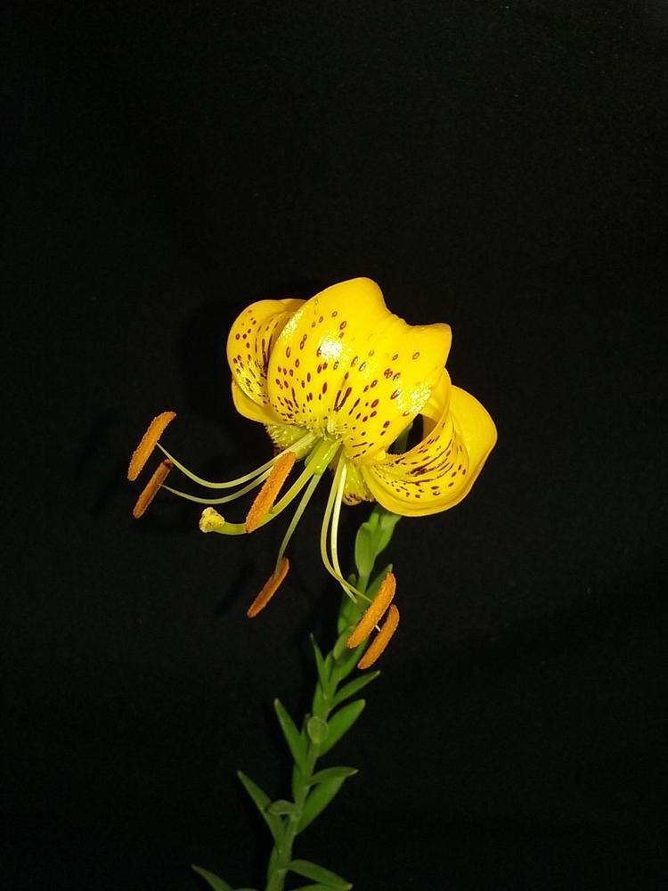 Photo of Lily (Lilium amabile) uploaded by Lucius93