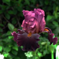Location: My garden, Watkins Glen, NY
Date: May 2022
This is a hard iris to photograph.