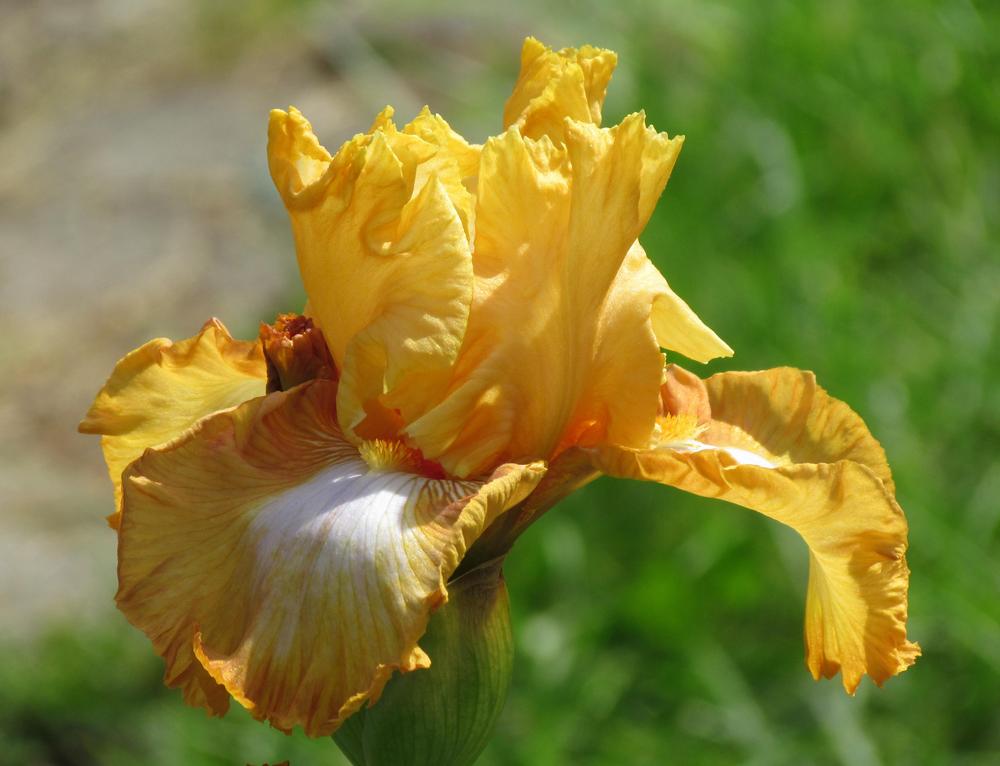 Photo of Tall Bearded Iris (Iris 'Honeycomb') uploaded by LynNY