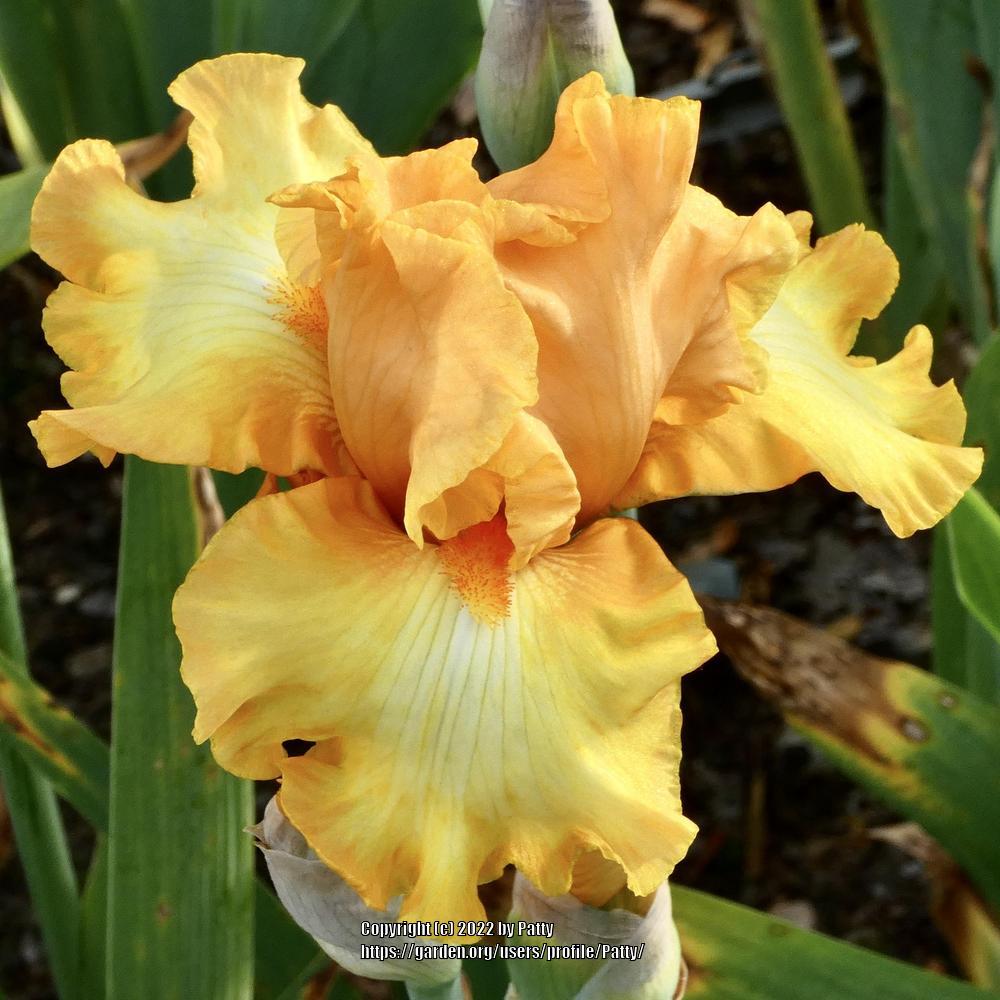 Photo of Tall Bearded Iris (Iris 'Crackling Caldera') uploaded by Patty
