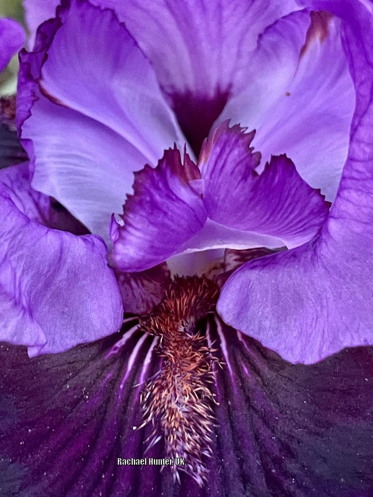 Photo of Tall Bearded Iris (Iris 'Strut') uploaded by RachaelHunter