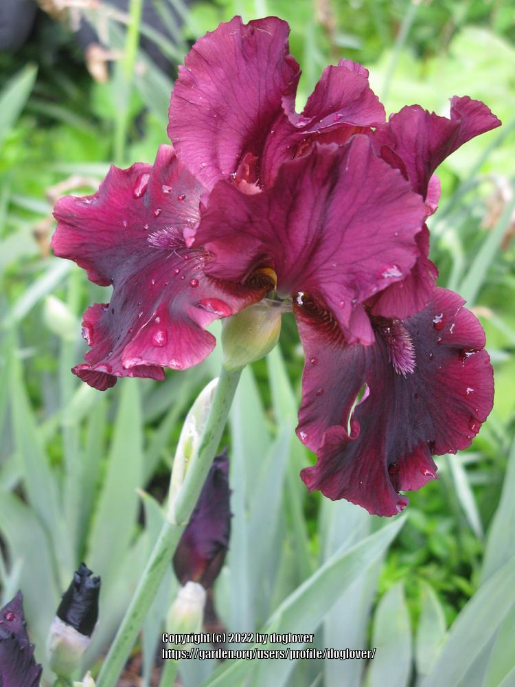 Photo of Tall Bearded Iris (Iris 'Rio Rojo') uploaded by doglover