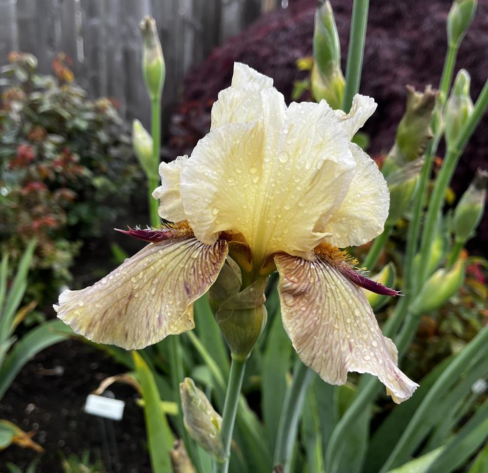 Photo of Tall Bearded Iris (Iris 'Thornbird') uploaded by imnotmike