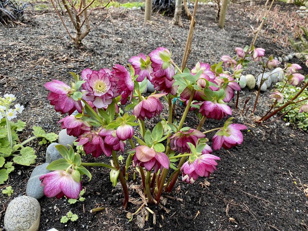 Photo of Double Hellebore (Helleborus Winter Jewels™ Peppermint Ice) uploaded by AngieVanIsld