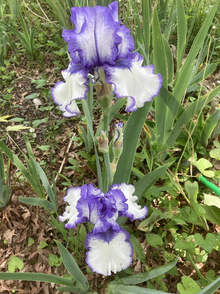 Photo of Border Bearded Iris (Iris 'Orinoco Flow') uploaded by DonnaKribs