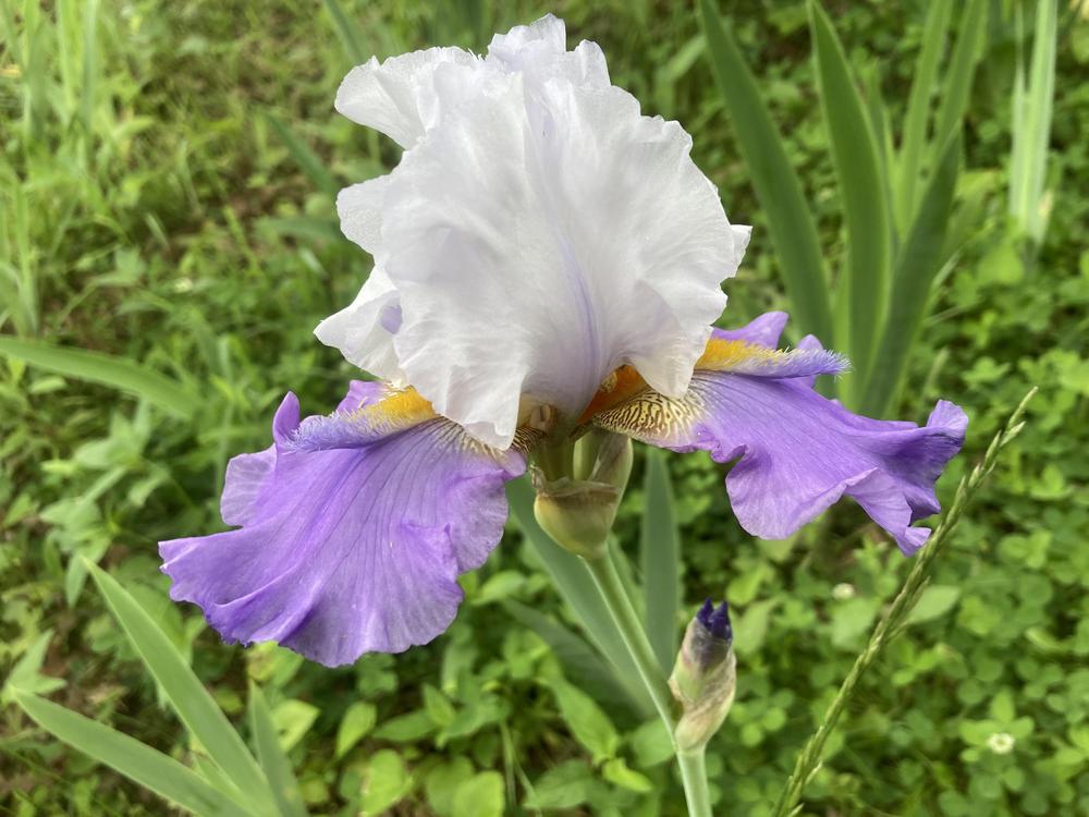 Photo of Tall Bearded Iris (Iris 'Sweet Serenity') uploaded by DonnaKribs