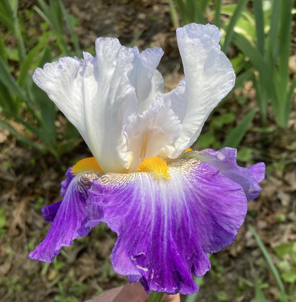 Photo of Tall Bearded Iris (Iris 'Like Wow') uploaded by DonnaKribs